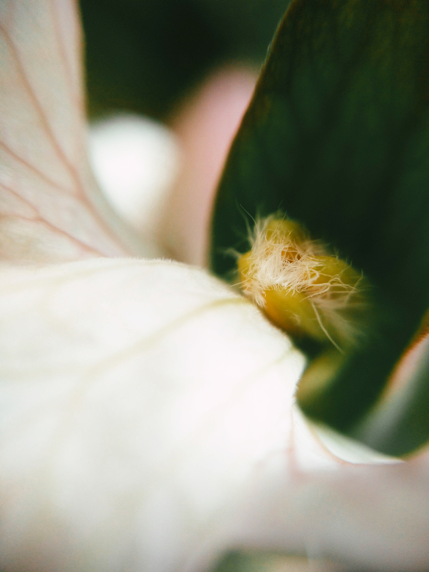 macro 1
