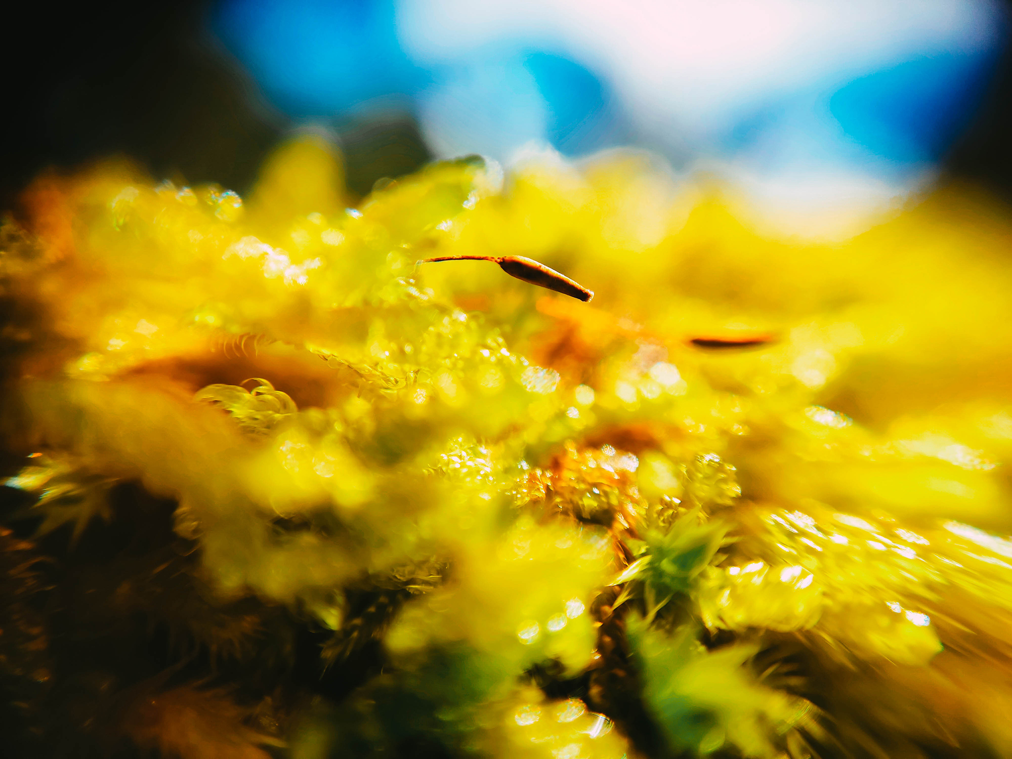 macro 11
