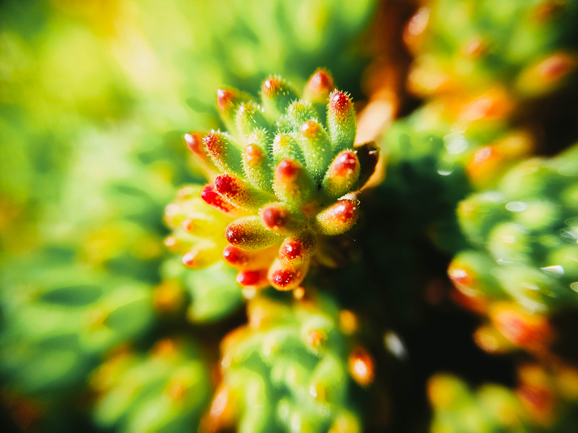 macro 12