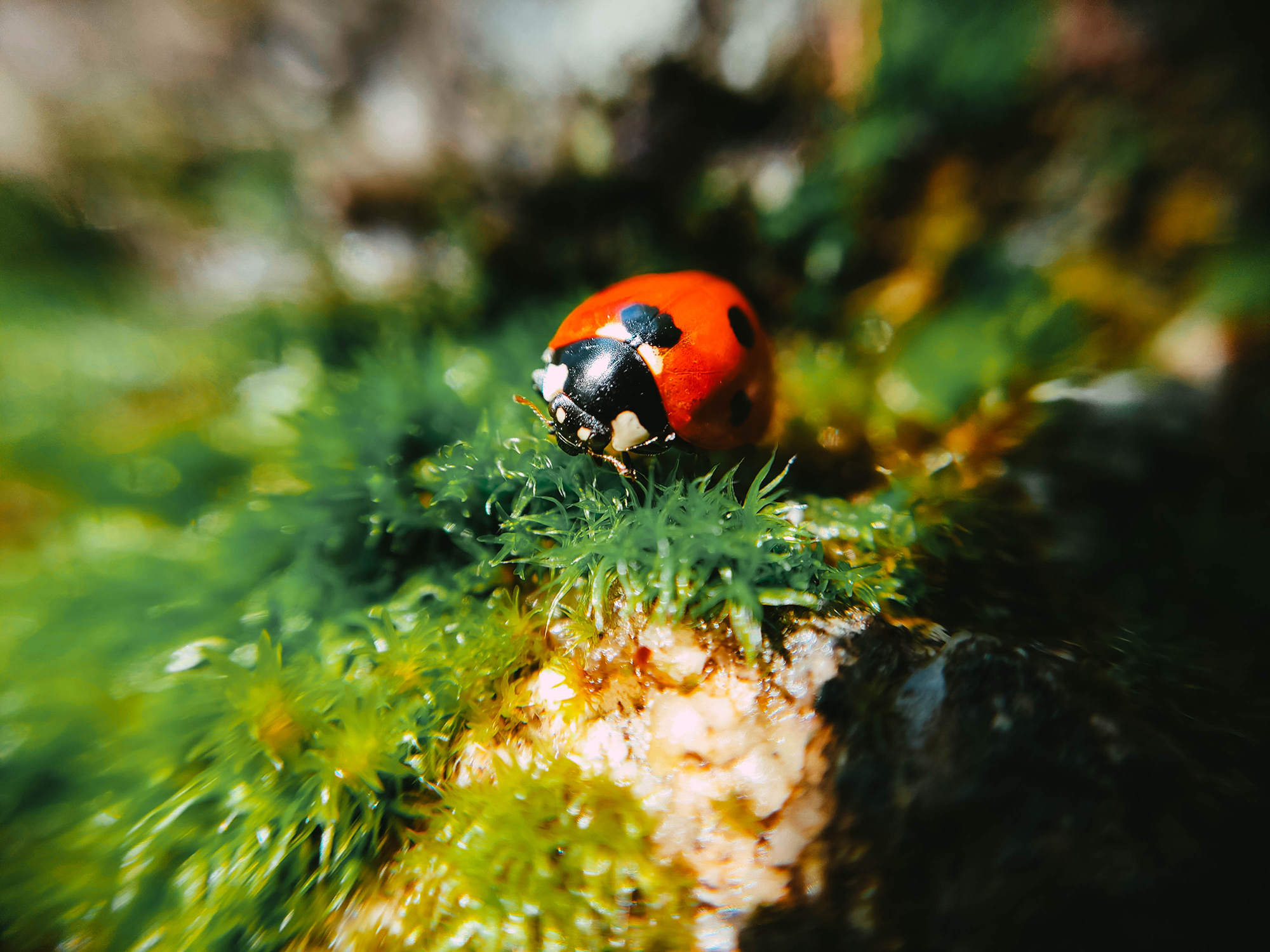 macro 13