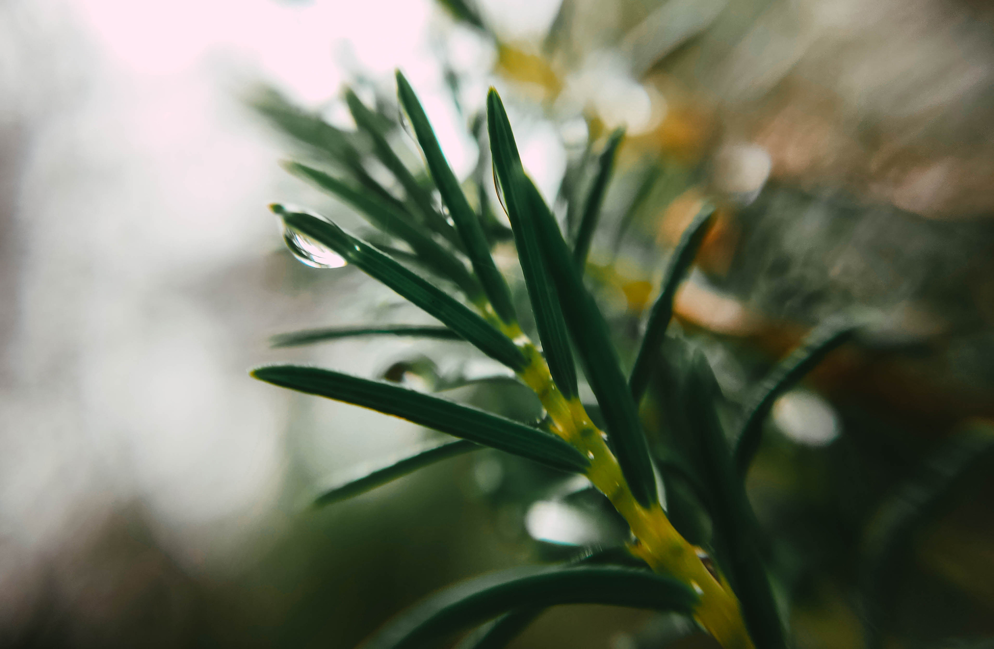 macro 2
