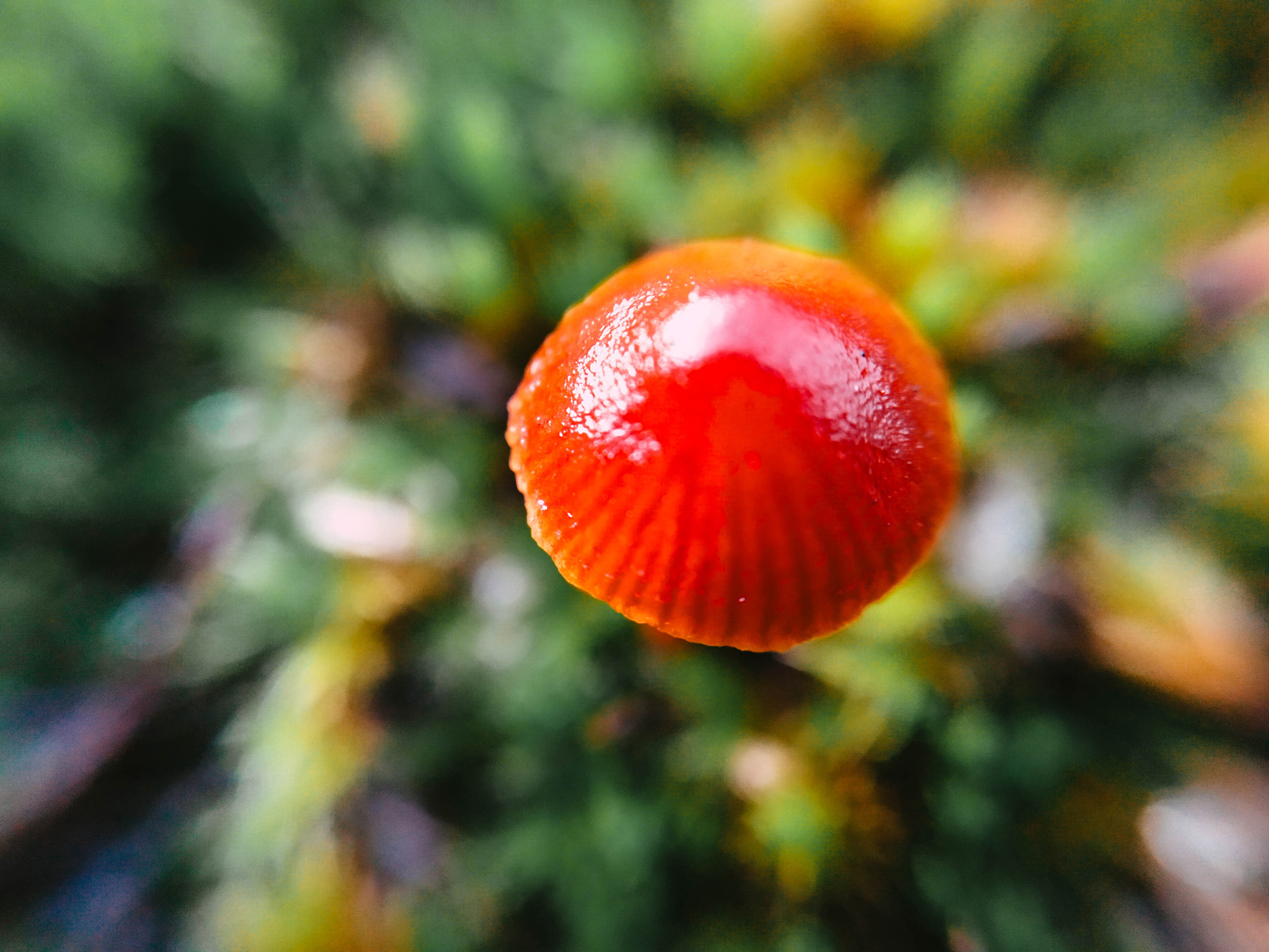macro 3