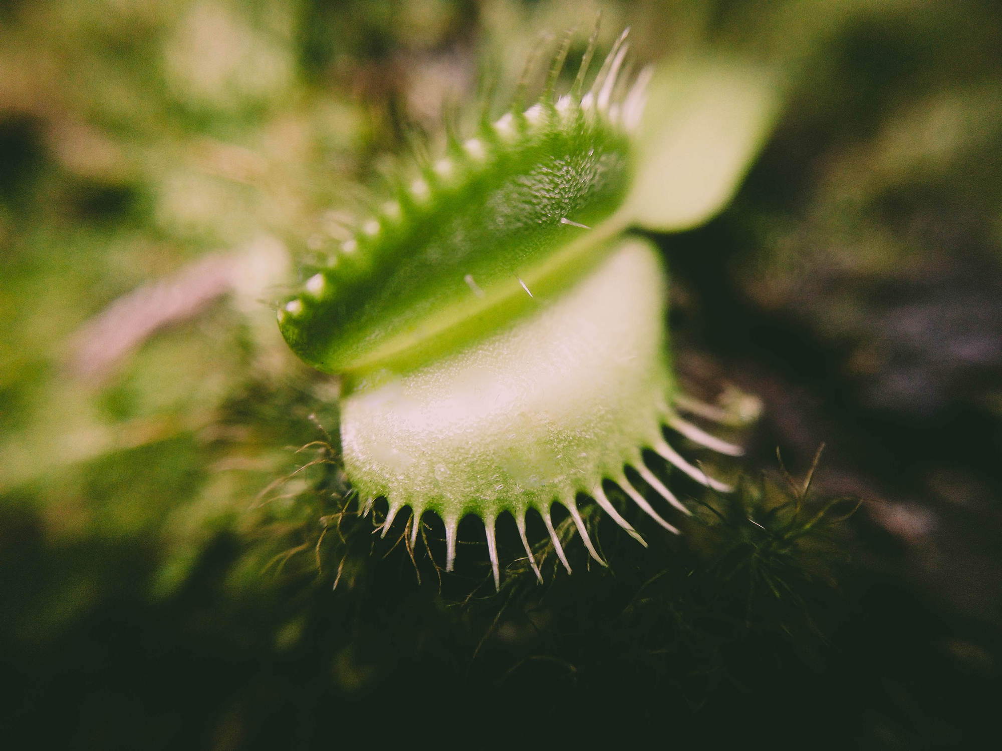 macro 4