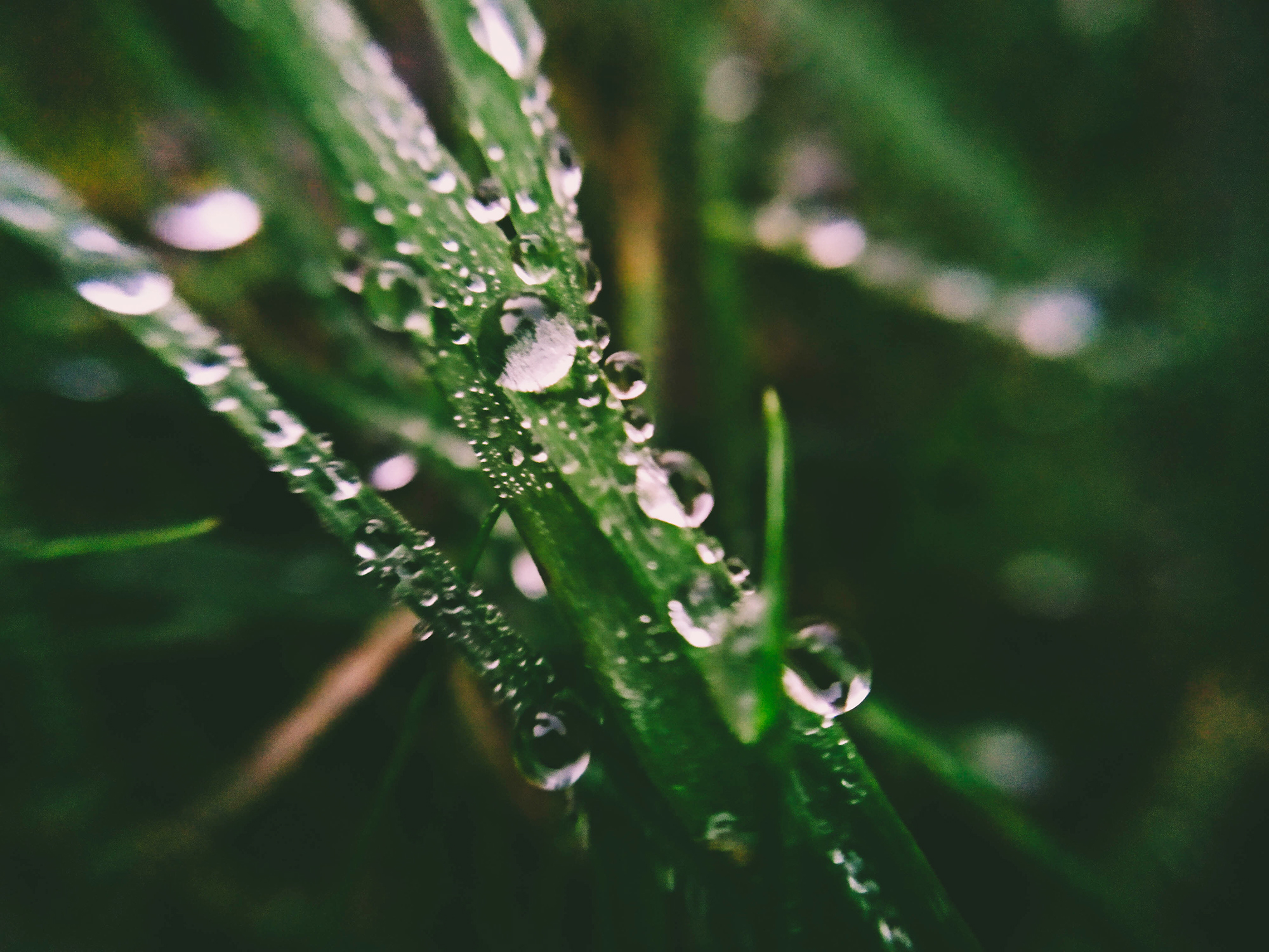macro 5