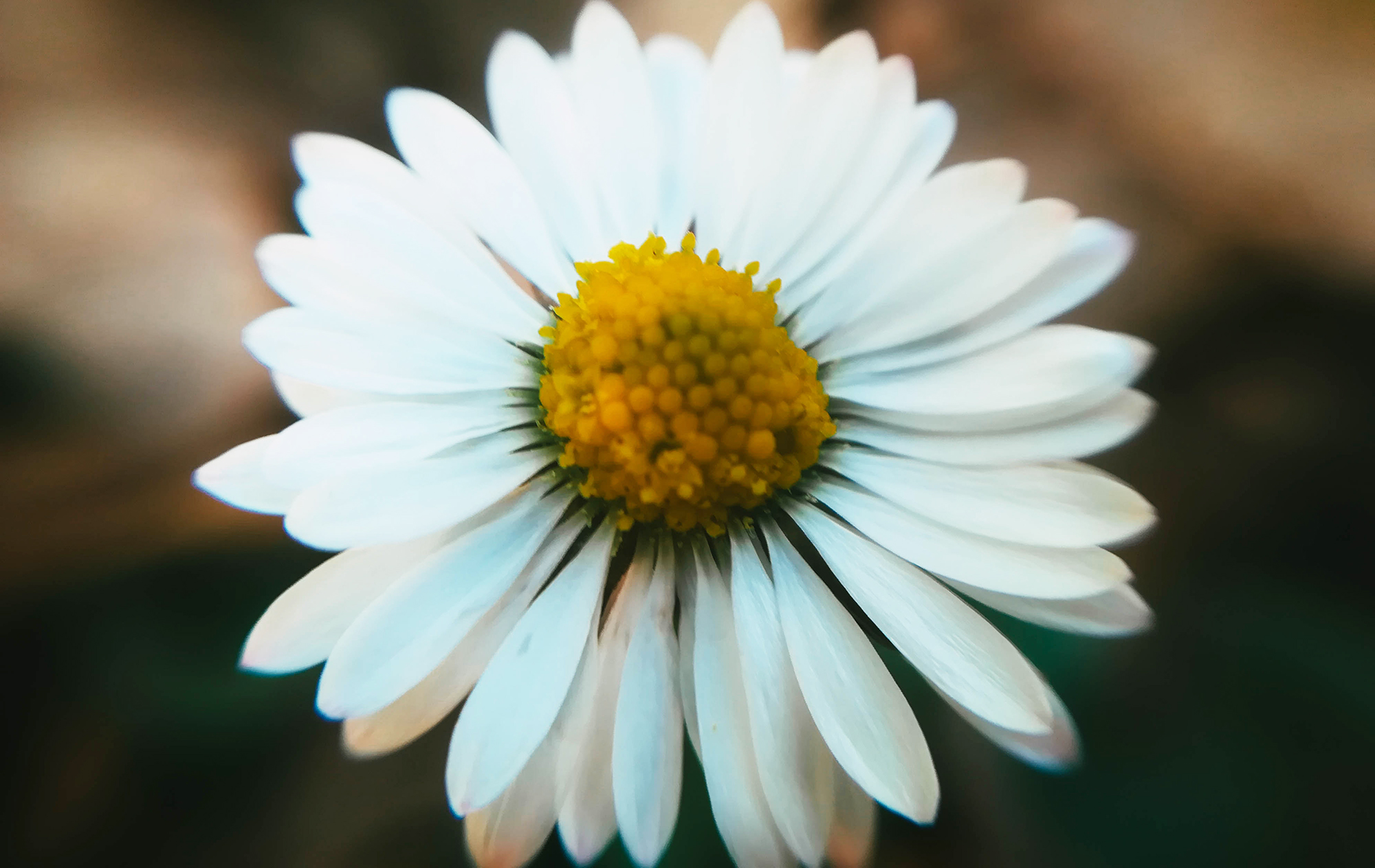 macro 7