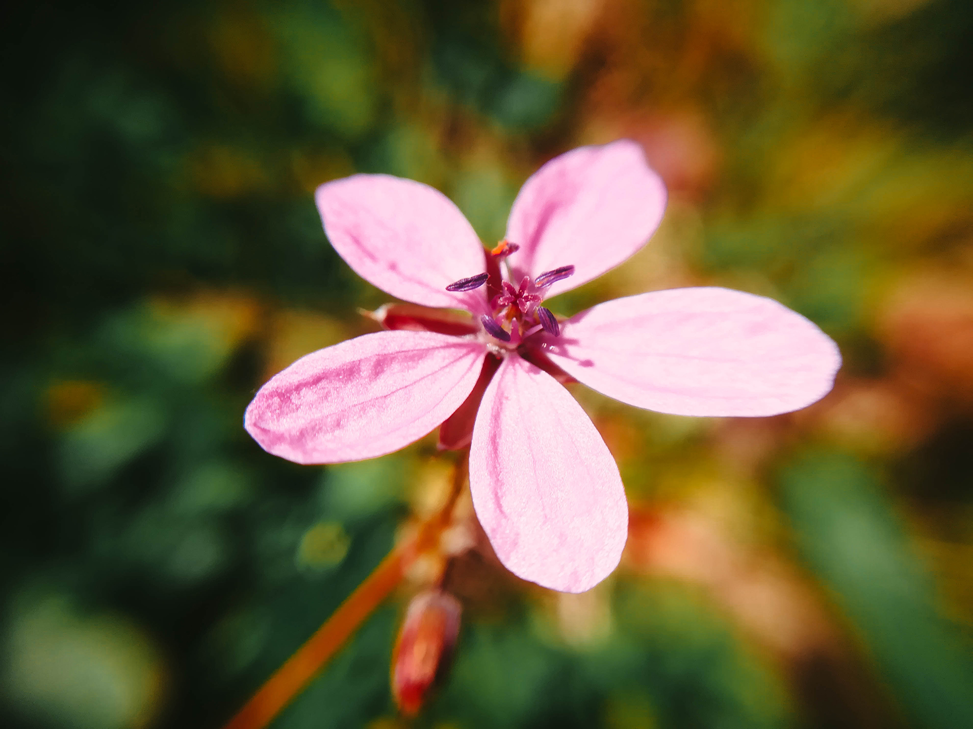 macro 8